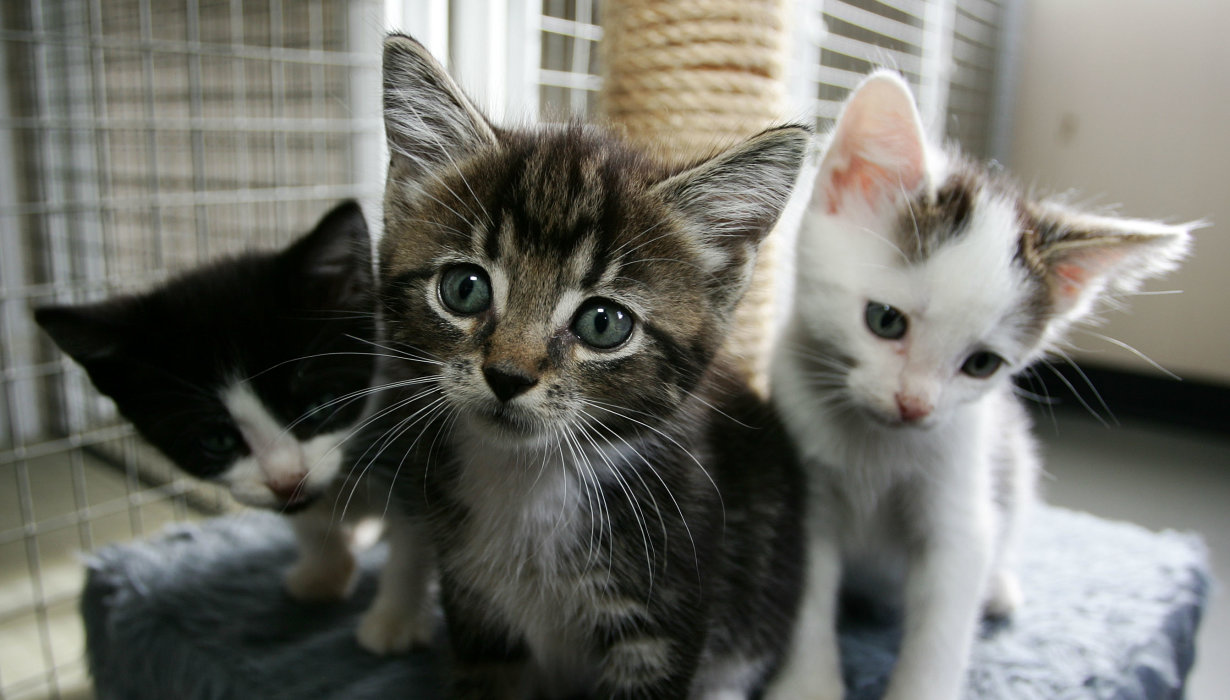 Kittens